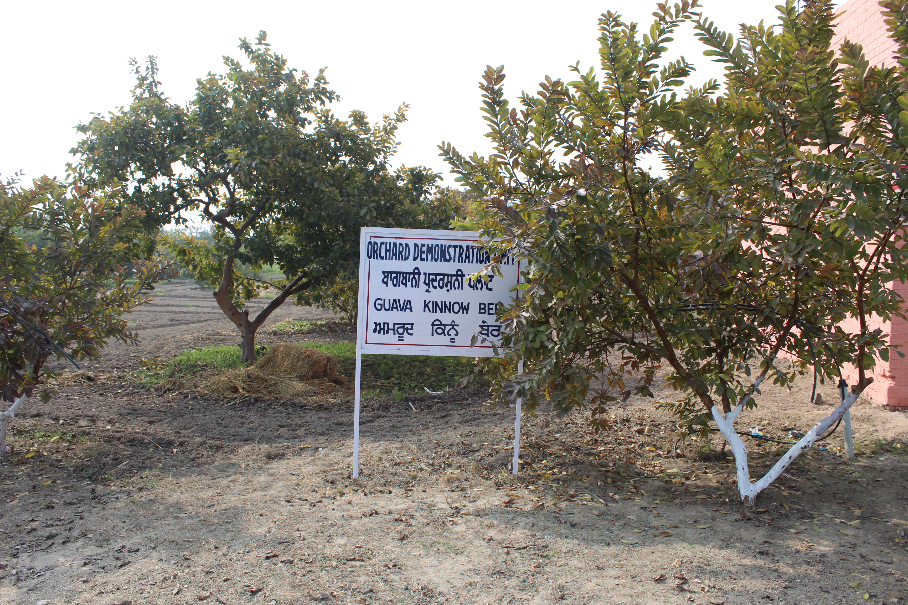 KVK, Ferozepur